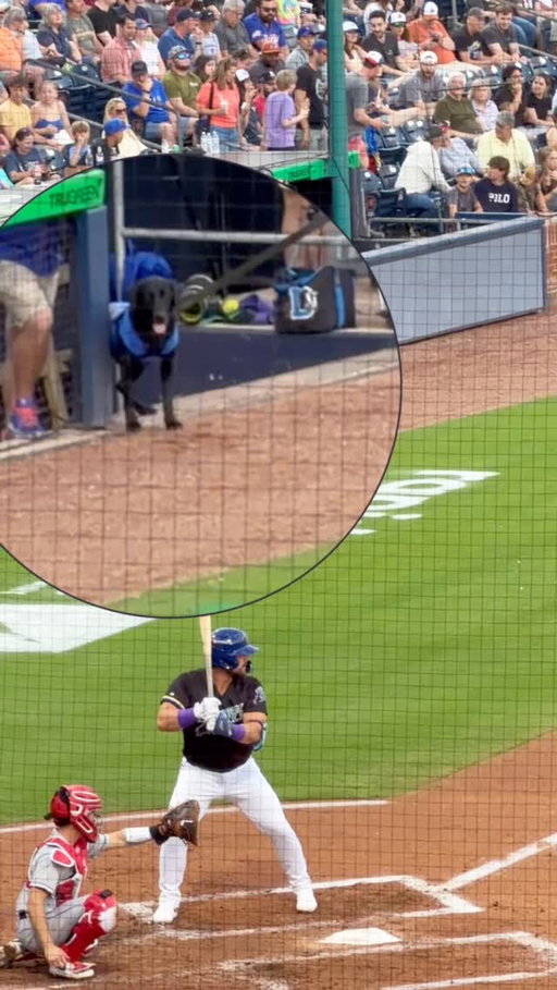 Watch @champtheretriever_official stay locked in for @domkeegan12’s entire at bat.

@durhambulls #barkinthepark