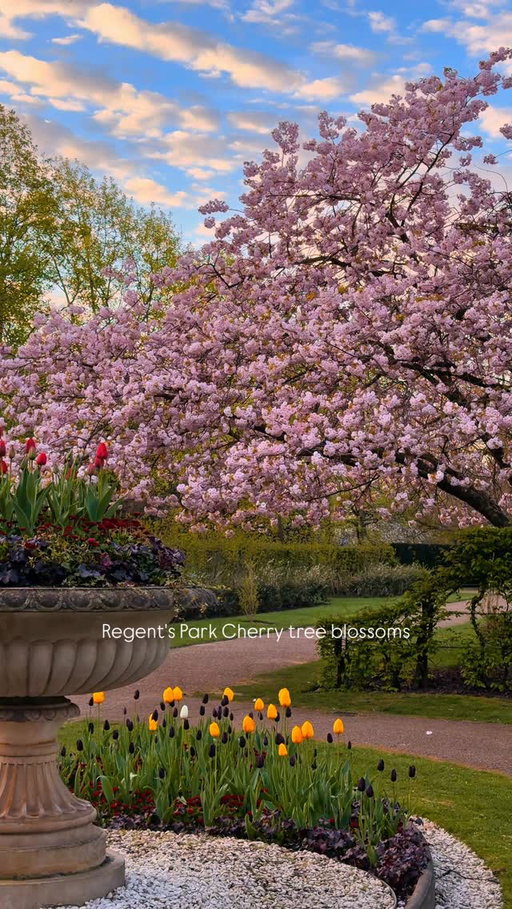 Cherry tree blossoms in Regent's Park are finally out 🌸😍 video filmed today, 4th of April around 7:15am. The park was completely empty. This Easter weekend will be perhaps the best time to see them.
#visitlondon #springinlondon