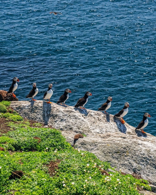 It’s almost time to welcome these wee cuties back to Scotland! 🥰🏴󠁧󠁢󠁳󠁣󠁴󠁿 From April to August, parts of Scotland become home to puffins for the breeding season! Is spotting one on YOUR list? 💙

📍 Flannan Isles, Outer Hebrides
📷 @wildcoast_hebrides

📍 Treshnish Isles, Inner Hebrides
📷 @adrianserwin

📍 Bullers of Buchan, Aberdeenshire
🎥 @frames_by_angela

📍 Isle of Staffa, Inner Hebrides
📷 @vanlife_odyssey

📍 Handa Island, Sutherland
📷 @seanruddy

#Scotland #VisitScotland #ScotlandTravel #ExploreScotland