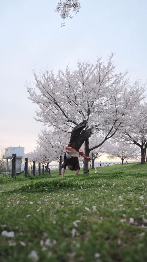 Cherry blossoms are a symbol of the arrival of spring
📹 @toyokarube @toyooo_photooo