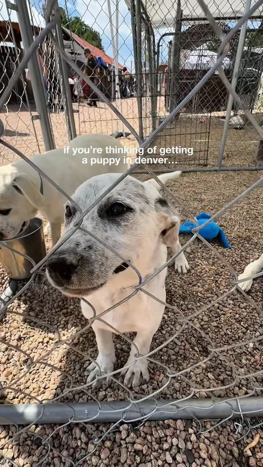 Just saying 👀 If you’re ready for a pup in your life, check out @lifelinepuppyrescue! Lifeline rescues puppies + moms from neighboring states and brings them to Brighton, CO (35min north of denver) to be adopted 💗they have different breeds/mixes every week.

Puppies are posted every thursday, with adoption events the immediately following saturday + sunday 11-3. We couldn’t believe the loooong line of people wanting to adopt puppies 🥹 this means get there EARLY if there’s one you fall in love with!

#denver #colorado #rescuedogs #adoptdontshop