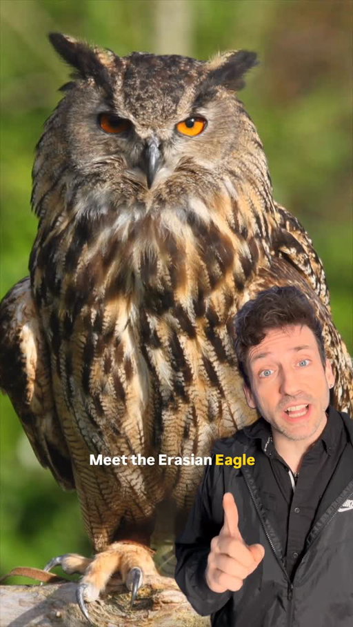 The final boss of owls 👀 #funfact #didyouknow