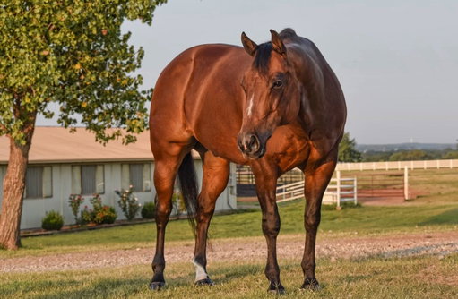 Thanks for the memories, Boss 🧡

At the conclusion of last week’s Big 12 Championship, Boss galloped into retirement. A true icon in Reining, he was named the NCEA Reining Horse of the Year seven times and made it to the finals EVERY YEAR he competed at nationals. 

Donated by former Cowgirl rider Emily Flippo, Boss now returns to where it all began to enjoy a well-earned retirement.