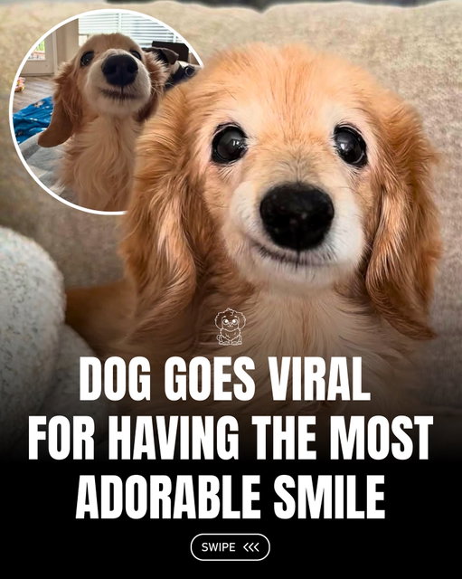 Bella is winning hearts everywhere with her irresistibly sweet smile. One look at her happy face is enough to brighten anyone’s day and make you smile right back.

Sometimes, all it takes is one adorable grin to spread a whole lot of joy. 🐶❤️

(Via: @buddy_bella_birdie )

#fluffy #pets #dogs #cute #wholesome
