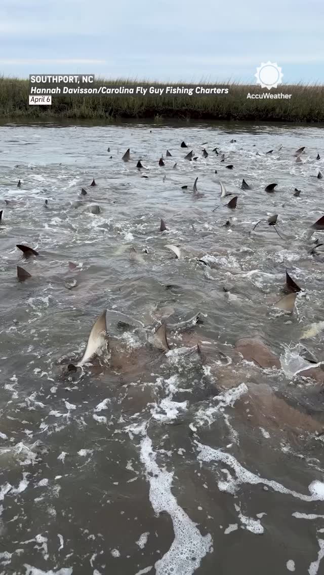 Hundreds of stingrays splash across the water in Southport, North Carolina, on Monday during mating season.