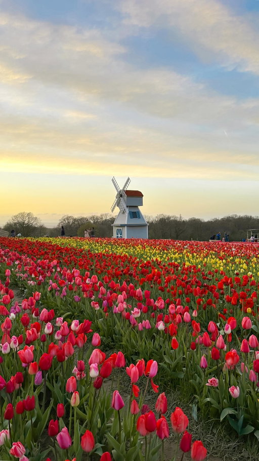 A spring day trip idea in the UK🌷

Visit Tulley’s Tulip Fields in Hertfordshire for a dreamy day surrounded by 750,000 tulips and over 100 varieties in bloom. Offering a little taste of Holland just outside London, expect colourful flower fields, countryside views, plenty of photo opportunities, an iconic windmill backdrop, traditional Dutch street food, live roaming entertainment and stunning blooms to bring home.

📆 Open every day until 26th April, 9am-8pm
📍 Coursers Road, London Colney, St Albans, Hertfordshire, AL4 0PF
🚗 Around 1 hour from London by car, with free parking on site
🚆 The nearest station is St Albans City, followed by a short taxi ride. 

#UKTravel #UKDayTrip #UKSpring #UKTulipFields #PlacesToVisitInTheUK