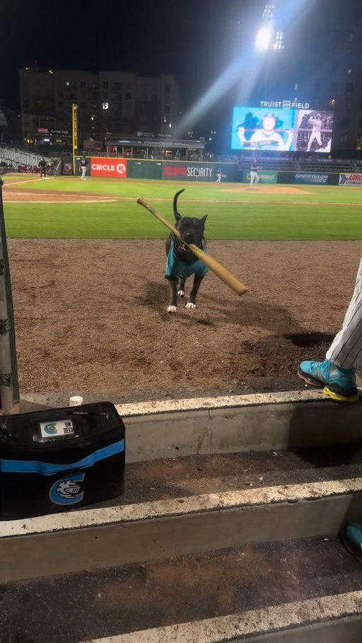 Payroll update: Ike still paid in treats 🥹🐾
