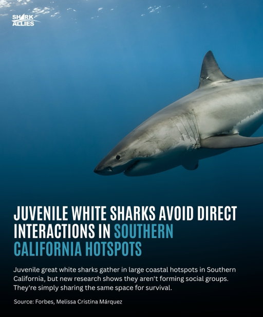 Juvenile great white sharks have been gathering in large coastal hotspots in Southern California for years now, sometimes in groups of 30 to 50. But new research shows they aren’t forming social groups. They’re simply sharing the same space for survival.

While juvenile white sharks don’t form tightly bonded groups, the potential for indirect interactions and shared environmental responses hints at subtle behavioral complexity. How much do these incidental encounters or information-sharing events influence growth, survival, or long-term movement patterns? And perhaps these dynamics scale up in adult populations, where competition and predation pressures are higher. 

Ultimately, this new work prompts shark scientists to ask some deeper questions, such as “What does it mean to be ‘social’ in a species traditionally seen as solitary?” and “How can these insights inform the way we protect marine species whose lives are intricately tied to dynamic, ever-changing habitats?” Analyzing the data at such fine resolution reveals the quiet complexity of the marine world. What remains uncertain is whether we are learning these lessons quickly enough in an ocean already being transformed by climate change.

To check out the full article click the link in our bio.