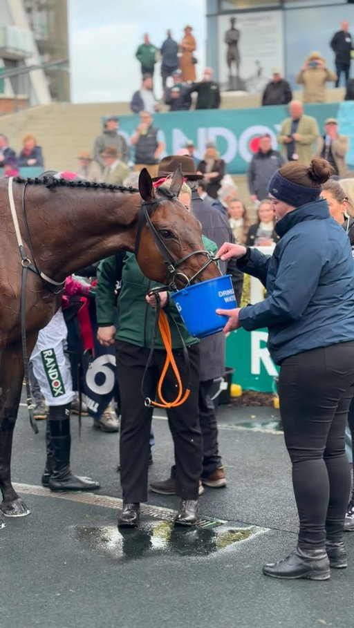 Brighterdaysahead enjoys a drink after landing the Aintree Hurdle 👏

Get the facts: horsepwr.co.uk | #HorsePWR