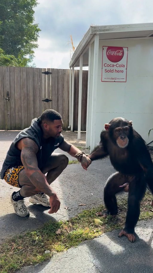 Best caption wins 🦍
📍 @mariowildlife @zwfmiami
