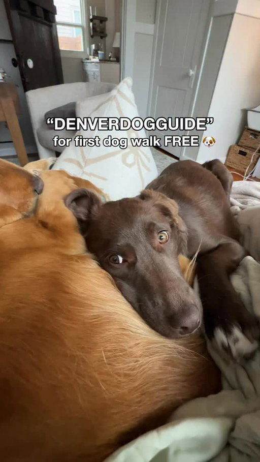 If you’ve ever felt guilty for not walking your dog enough... same.

Some days it just doesn’t happen, so I tried booking a dog walk through @yourgipet and it was actually SO easy! They come right to your house, send updates, and your dog gets the best day ever!

Your first walk is FREE with code DENVERDOGGUIDE through the link in my bio #yourgipartner