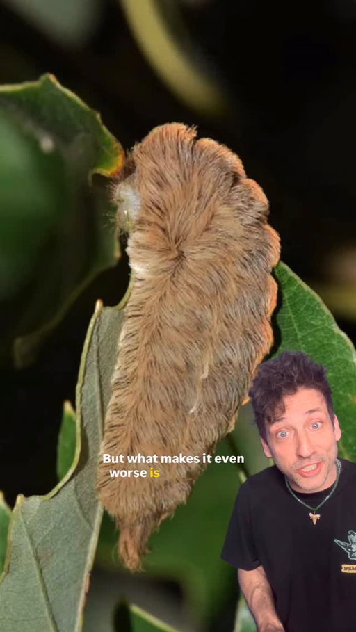 The most dangerous caterpillar in the U.S. 👀 #funfact #didyouknow