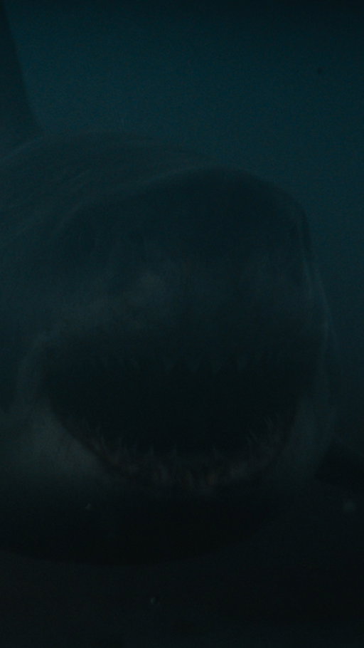 “Baby shark doo-doo doo-doo doo-doo…” 🦈🎶

Le film NATURE PRÉDATRICE, avec Phoebe Dynevor (La Chronique des Bridgerton), c’est dispo.