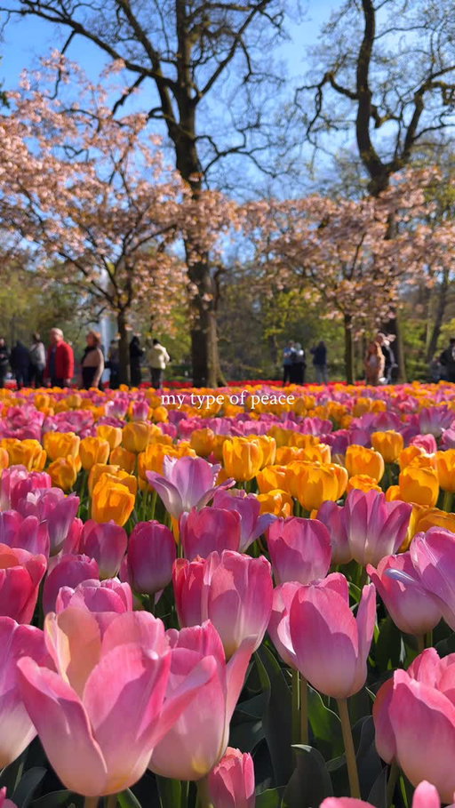 Spring in the Netherlands looks like this 🌷✨

Planning a trip during tulip season? Here’s your mini guide 👇

🌷 When to go: peak bloom usually hits around mid-April (timing can shift depending on the weather, so keep an eye on forecasts)
🚲 Best time of day: early morning = fewer crowds + the dreamiest light
📍 Where to stay: Lisse or Haarlem are perfect bases to explore the fields easily
🌤️ Pro tip: combine tulip fields with a day in Amsterdam for a well-balanced itinerary

Save this for your spring escape 💛