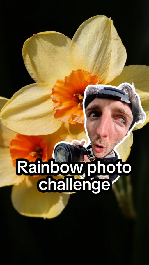 Rainbow photograph challenge. Can I take a photo of all the colours in the rainbow from what’s growing in my garden? 🌈