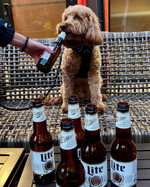 If only he could fetch another round.

📸: @rowdiest_rowdy