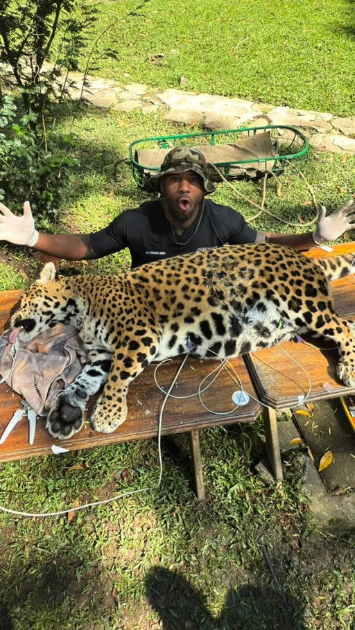Best caption wins 🐆
Distribution of medication, nail trim , teeth check , ultra sound to look for cancer ,cyst, or babies , overall health check complete ✅ @veterinario.adrian