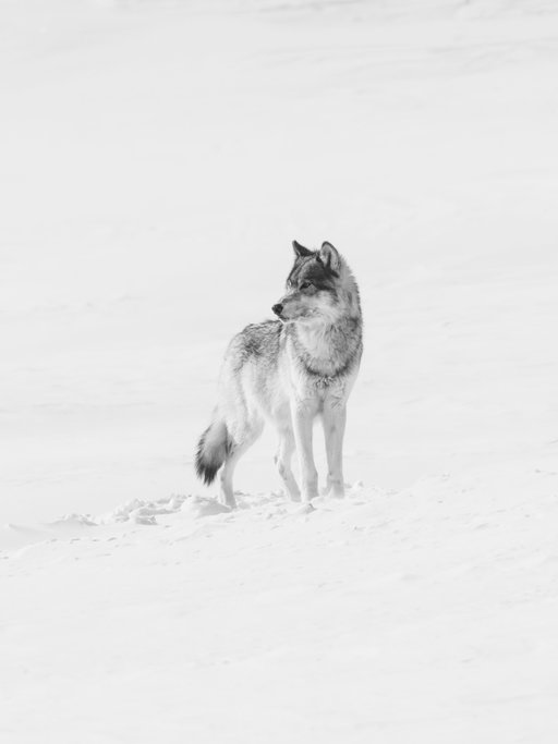 “Perhaps this is the hidden meaning in the howl of the wolf, long known among mountains, but seldom perceived among men.” A brief passage from Thinking Like a Mountain by Aldo Leopold

I’ve linked the entire essay in my bio if you’d like to read it 🐺🐾🏔️

@sonyalpha 7RV 200-600 f5.6-6.3 G OSS

#sonyalpha #sonyalphafemale #LightroomMobileContest
