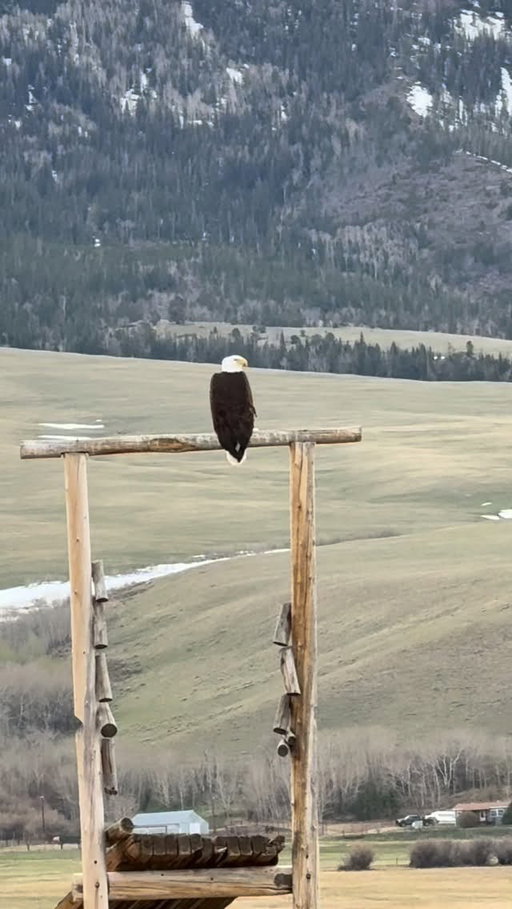 Wild birds of Wyoming… turkeys, Sandhill cranes, geese, pheasant, bald eagle. Just some special moments I’ve had over the past few weeks. 🫶🏼🐦🪿🦃🦅