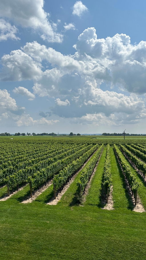Sunny days, warm wind, and a million-dollar view in Niagara-on-the-Lake.

Our estate is open all season long! Reservations recommended, walk-ins welcome.

📍 2145 Niagara Stone Road, Niagara-on-the-Lake, ON

•⁠

#jacksontriggs #ontariowine #sippingontario #lcbo #winerackcanada vqawine niagarawine okanaganwine winepairings niagara niagarafalls