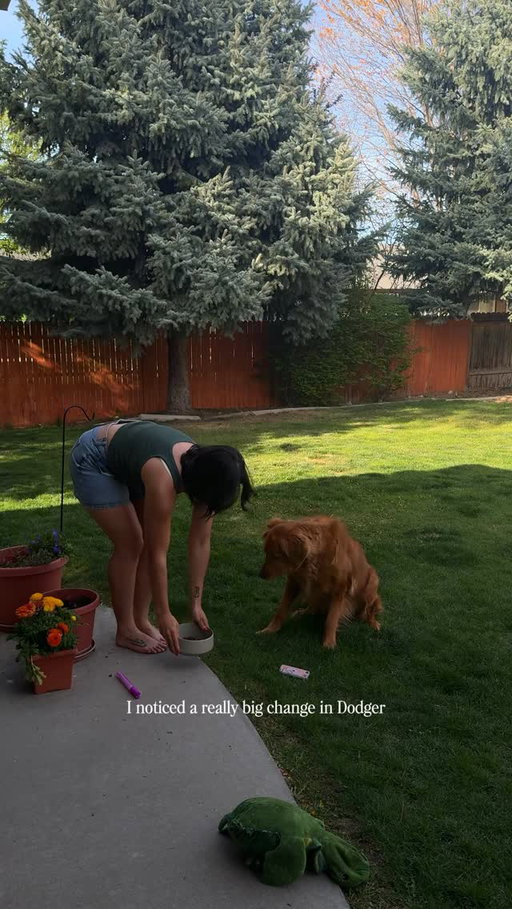 AD You can really find inspiration in everything if you just look around! We love @acanapetfood as dog parents and clearly so does Dodger. Go pick up some ACANA™ for your furry friend today! #BowlToTable #ACANAPartner