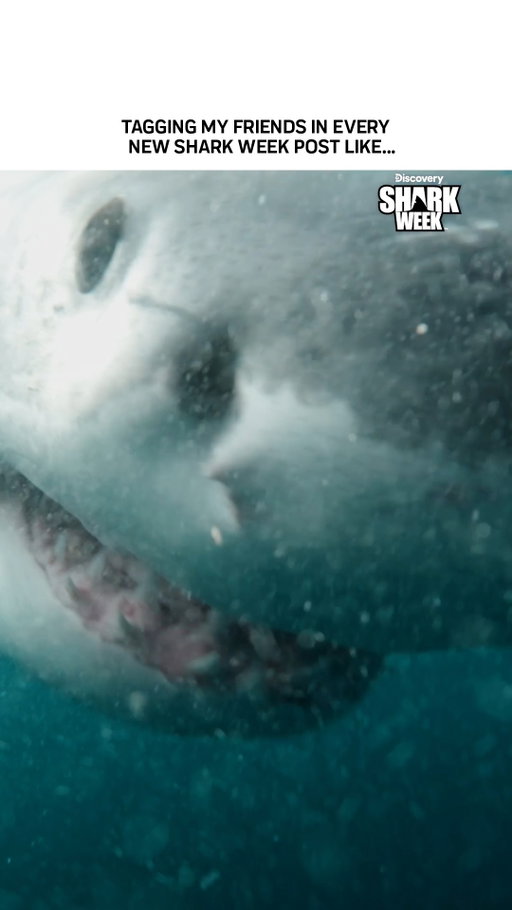 Tag, you’re it!
Researchers tag sharks in a safe, harmless way to track their movement, migration, and population trends. This information is crucial for understanding shark behavior.

Now it’s your turn: tag who from your crew will be watching #SharkWeek with you this year 🦈⬇️
