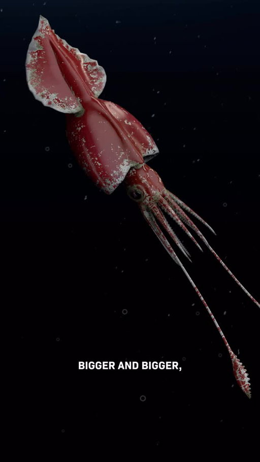 Why do antarctic ocean animals become giants?

Something weird is happening deep in the freezing water at our poles. Animals consistently grow to ENORMOUS sizes.

Spiders the size of dinner plates and squid larger than a school bus. “Detecting multiple leviathan class organisms in this area…”

WHY?

Subscribe to learn more!

Footage source: Becky Kagan Schott (:23-:26)

#ocean #science #antarctica