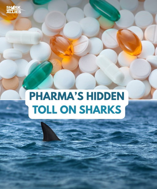Most people don’t realize that some pharmaceutical products still rely on ingredients derived from sharks. Squalene, taken from shark liver oil, is used in certain treatments and as a vaccine adjuvant, quietly driving demand for deep-water species that are already vulnerable. The lack of transparency in sourcing means patients are often unaware of the environmental cost tied to their care.

This isn’t a necessity, it’s a choice. Plant-based and lab produced squalene alternatives are widely available, equally effective, and often more refined. Moving away from shark derived sources is not a scientific challenge, it’s a decision, one that has real consequences for ocean ecosystems.