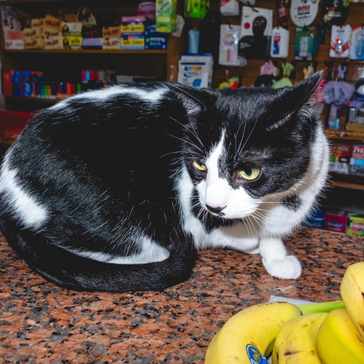 Meet Snickers in The South Bronx.

Snickers is skittish, food motivated, and, of course, an absolute angel. This little local business kitty ALSO just got her photo taken with @nycmayor NYC Bodega cats like Snickers all across the city enrich their communities and make every shop feel a little more cozy.

We had a wonderful time meeting Snickers and seeing @zohrankmamdani again, with a little community service along the way. The Mayor announced NYC’s first “mom and pop czar” to focus on supporting small business owners. Thanks for the invite!

Photos of course by the brilliant @darkenne.v 
Michelladonna’s styling by @shopberriez 

#bodegacat #mamdani #localbusiness
