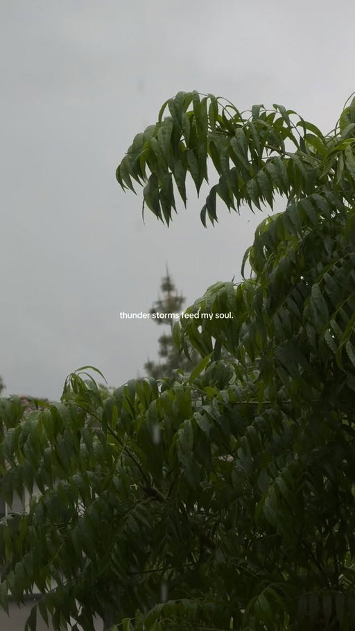⛈️🍃⚡️🌿

#rainyseason#stormyweather#windy#nature#cloudy