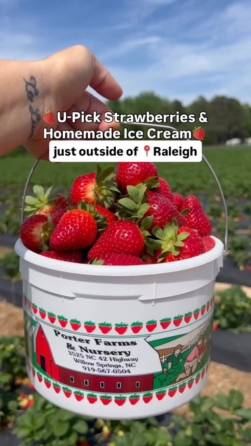 🍓Strawberry season is here & @porter.farms has a fantastic u-pick farm waiting for you! 

Our family loves coming here in the spring to grab a bucket and wander through rows of plants to fill it with delicious strawberries! They’re so fresh, and it’s so fun to do as a family. You can choose from different size buckets or flats to pick yourself or you can buy pre-picked buckets. Also, don’t miss out on grabbing a scoop of homemade strawberry ice cream made from the berries right in the field or choose from other delicious flavors (only at the Willow Springs location) 

It’s a can’t miss activity when spring rolls around in NC, so send this to who you’re going with! 

This also is the beginning of my NC farm series-something that is extremely near & dear to my heart since I grew up on an NC farm. Every month I’ll be sharing an amazing local farm so follow me for more! 

@nctraveleats 🍓 

📍3525 NC 42, Willow Springs & 7615 Ten-Ten Rd, Raleigh

@visitncfarms @visitnc