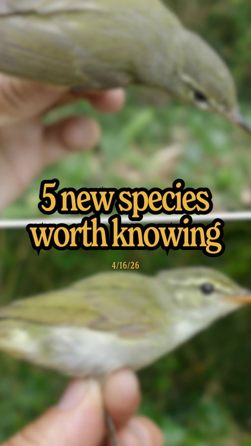 Today’s 5 new species worth knowing: a spider that impersonates a fungus, a striking fiery orange & yellow flowering plant, two similar yet distinct yellow songbirds, a cave-dwelling crab with unusually long legs, and a glassfrog found in a “hidden world” with many other unknown species… Which is your favorite?