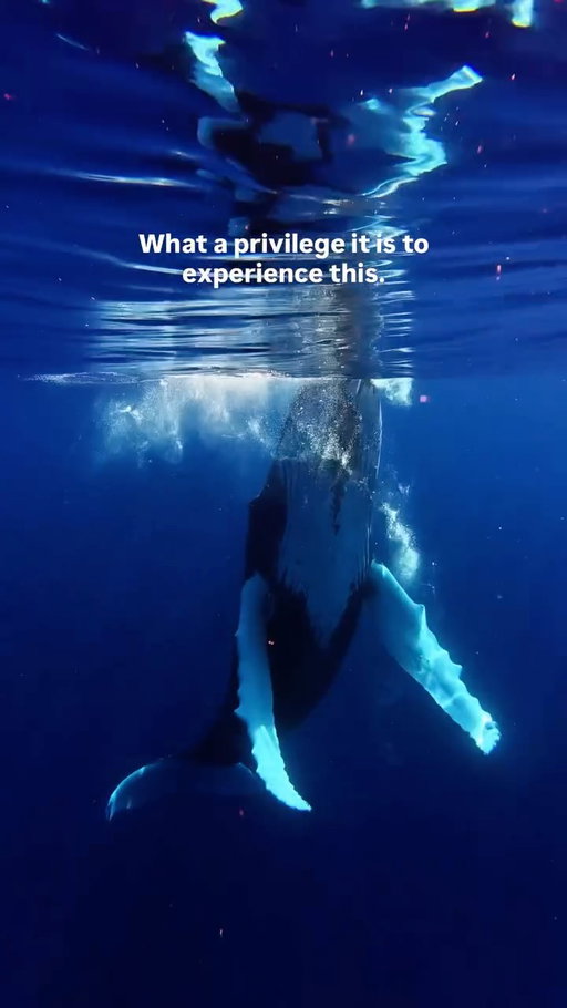 THE MOST MAGICAL MOMENT OF MY LIFE😭🐋✨

Shot on @djiglobal Action 6

Diving with these beautiful humpback whales WITH MY BESTFRIENDS in my favorite island on the planet is something I will never forget. Forever cherishing this moment and can’t wait to experience this magic again😭💙✨

#diving #whalediving #humpback #humpbackwhale #djipartner