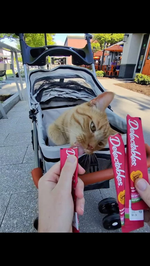 come get some holiday meowchies with me and nanaki! @delectablescattreats is having a 420 sale on Amazon from 4/19-4/21, stock up while you can! Don’t forget to check out before you green out, link in bio #delectablespartner #orangecatsofinstagram #orangecatbehavior #420 #munchies