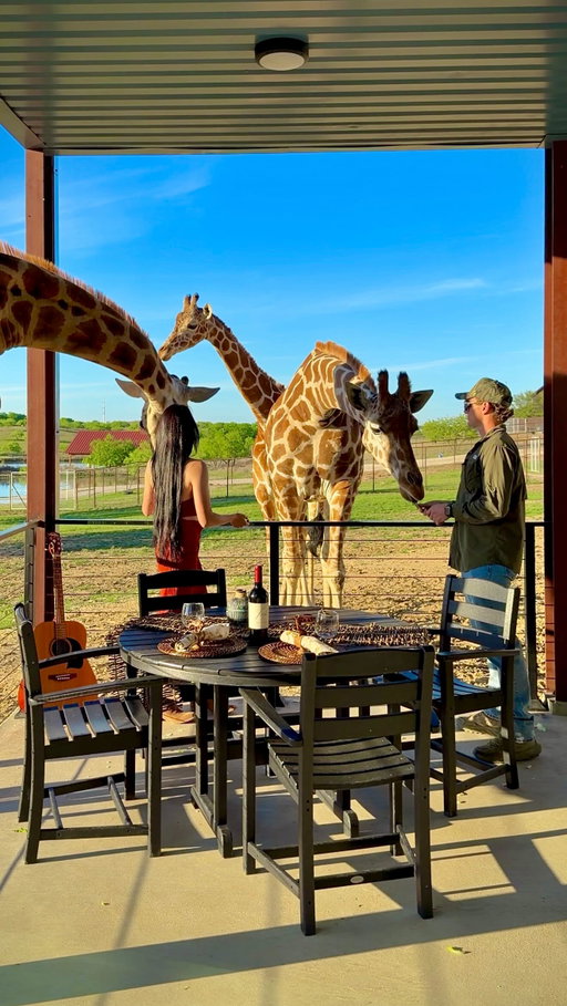 ✨ GIRAFFE VILLA IN TEXAS + ANIMAL ENCOUNTERS ✨ @bluehillsranch is a beautiful 150-acre ranch with over 200 animals, offering one of the most unique stays in Texas! Stay in their incredible Giraffe Safari Villa or one of their cozy cabins and customize your experience with unforgettable animal encounters, safari rides, private dining, and more!🦒✨

Create your perfect getaway with experiences like:
🦒 Giraffe encounters + dining with giraffes
🦦 Swim and playtime with otters – one of the most unique animal experiences in Texas
🦓 Guided safari rides with zebras, kangaroos, camels, buffalo & more
🦥 Visit sloths, kangaroos & capybaras
👨🏻‍🍳 Private chef dining experiences available
🌅 Luxury villa & cozy cabin stays surrounded by wildlife

The Giraffe Safari Villa is a stunning all-glass villa featuring 4 bedrooms and 3.5 baths where giraffes can be seen from nearly every room… even while showering! Guests also enjoy private balcony access inside the giraffe barn for an up-close experience you won’t find anywhere else.

Perfect for couples, families, birthdays, or bucket list trips!

#swimwithotters #animalencounters #uniquestays #texastravel #exploretexas