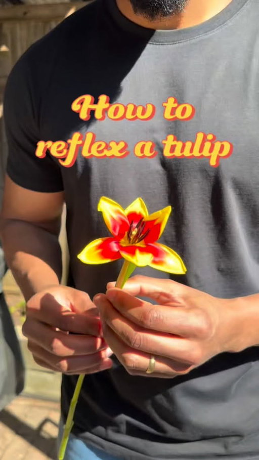 How to reflex a tulip 🌷
#tulips #flowers #flowerarrangement #bouquet