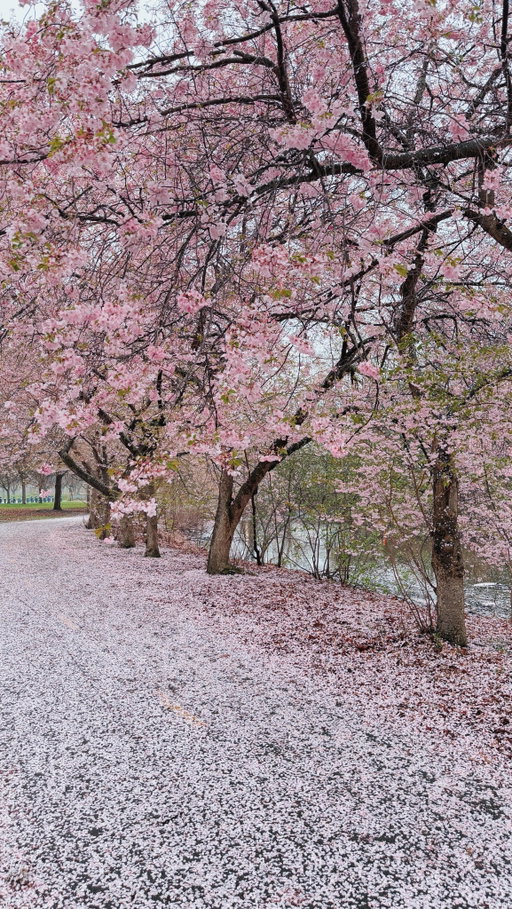 #2698 captured this afternoon in boston 🌸 turns out you don’t need to go to japan to see the most magical cherry blossoms blooming this spring✨ send to a friend who loves a floral moment #bucketlistboston