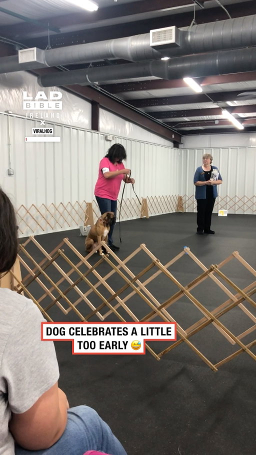 She got ahead of herself 😂🐶

#ireland #irish #trending #dog #funny