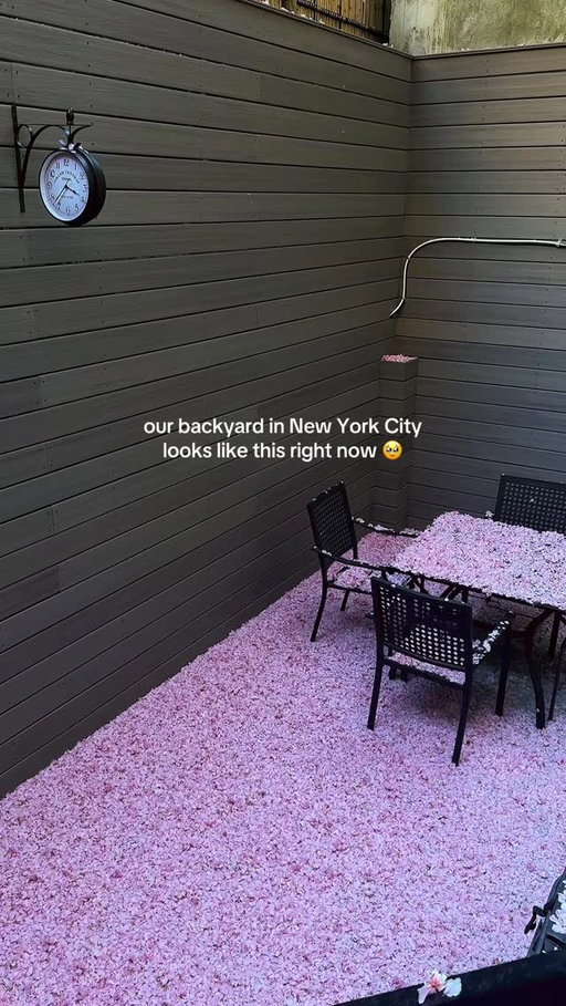 It’s the little things like pink petals falling from the tree in your (shared) apartment backyard (slash area where the trash cans are lol) 🥹