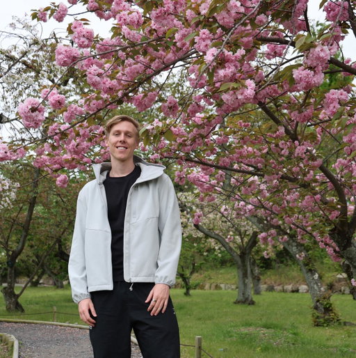 Cherry Blossom Season 🌸