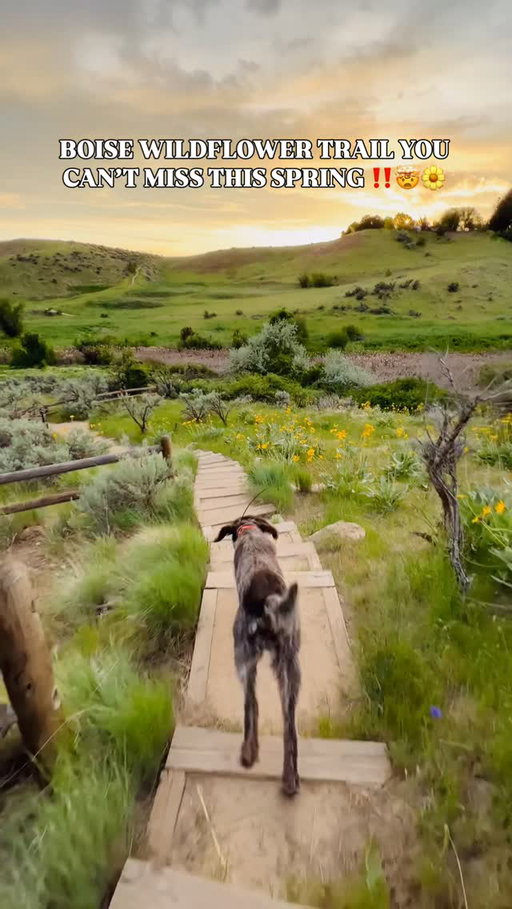 Might be my favorite trail ever! Truly one that will ruin all others for you & can’t be missed! ‼️🤯🌼
.
🗳️Save for your next trip to explore & enjoy Boise 
.
🔄 Send to a friend, family member, your favorite trail exploring pal who would love to get outside & explore these beautiful trails! 
.
👋🏻 Hi, I’m McKenzie — if you like bucket-list itineraries, hidden gems, unique stays & adventure getaways you are in the right place! 💕✅Follow @mckenzieinmotion for more!
.
🌼 Red-winged Blackbird might be my all time favorite with the dreamy wooden steps taking you up into the lush green grass and wildflowers.  The steps are a connector between 2 trails, you will leave Red-winged Blackbird and then start walking on Chickadee Ridge 
.
🥾A very short 0.4 mile trail with only 100 elevation gain or loss depending on which way you take the trail. This short pedestrian-only hiking trail that is a connector trail to others in the area. Crossing Hulls Creek that connects Camelsback Park to Chickadee Ridge. 
.
📍Located right behind Camels Back Park but feels very remote and offers incredible views once on it. 
.
🌳 Plenty of shade to and from this trail and short making it easy to quickly check this lovely hike off. 
.
🐶 It is an ON LEASH trail until you turn to head up these gorgeous steps that take you to Chick-a-dee Ridge. Then it is off leash with a well-behaved pup who stays within 30 ft of you. 
.
💦Always pack enough water for yourself & your dog. This is not a shaded trail so it can get rather warm in the middle of the day. 
.
🐾 Bring your own poop 💩 bags to clean up after your dog and have a bag to carry it bc trash cans 🚮 are sparse in this area of the trail. 
.
⚠️ Leave No Trace 
- stay on the trail, don’t wander offer or make your own trail through the flowers or grass. 
- Don’t pick the flowers. Only take photos and leave them for others to enjoy. 
- Pack out what you pack in. Never leaving trash behind or carving in rocks or trees. 
.
🌿This is such a beautiful time to get outside and enjoy all that Boise has to offer! Let’s come together and make sure we keep it that way! 
.
Are you heading to the trails this weekend⁉️