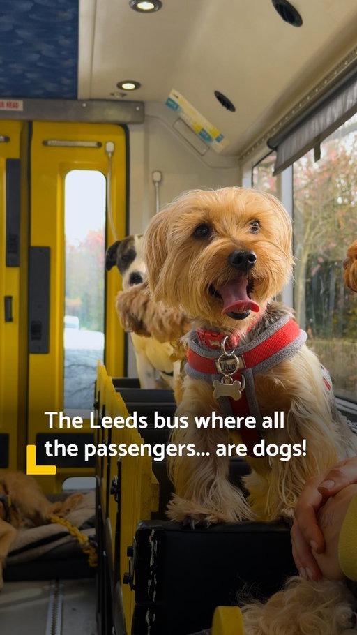 All aboard the Leeds BARK and ride! 🚌🐶

This is Billy’s Bus - the UK’s first ‘dog bus’ 😍 It’s like doggy daycare… in style! 😎 

Founder Laura named the vehicle after her own pup Billy, who inspired her to leave her job, renovate an old school bus and give him a brilliant day out!

No crates are allowed… these pooches are living the high life - driven from their front door to the ‘Bark Park’ - a place for all the puppers to stretch their legs and socialise with the other dogs on board!

When driving around Guiseley and Yeadon doing pick-ups and drop-offs, local folk even wave at Billy and his pals! And what’s the soundtrack to their travels? Queen’s Greatest Hits 🎶 and a bit of Smooth FM for the tired journey home!

Laura hopes to expand @billysbus across the country, recently partnering with social enterprise Bridge Creative in the North East, to support adults with learning difficulties to build skills and confidence while working on board 👏

#leeds #dogs #puppies #dogdaycare #doggo