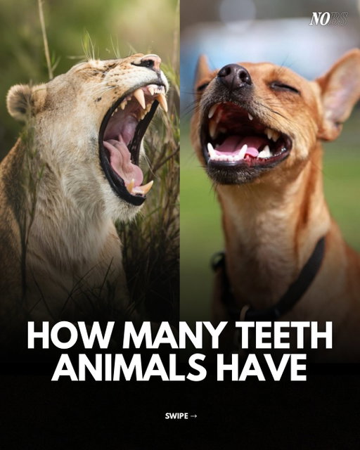Some animals replace teeth forever.

Humans only get one adult set.

Keep them clean, polished, and fresh with NOBS 🦷