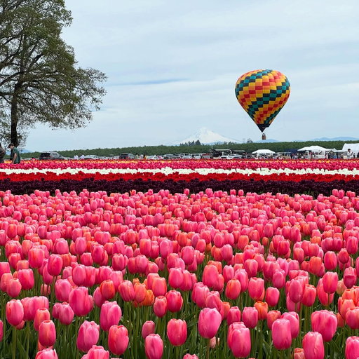 spring is blooming 🌷 we are so excited for the many adventures when the weather gets warmer! 
.
.
#spring #tulips #oregon #portland #exploreoregon