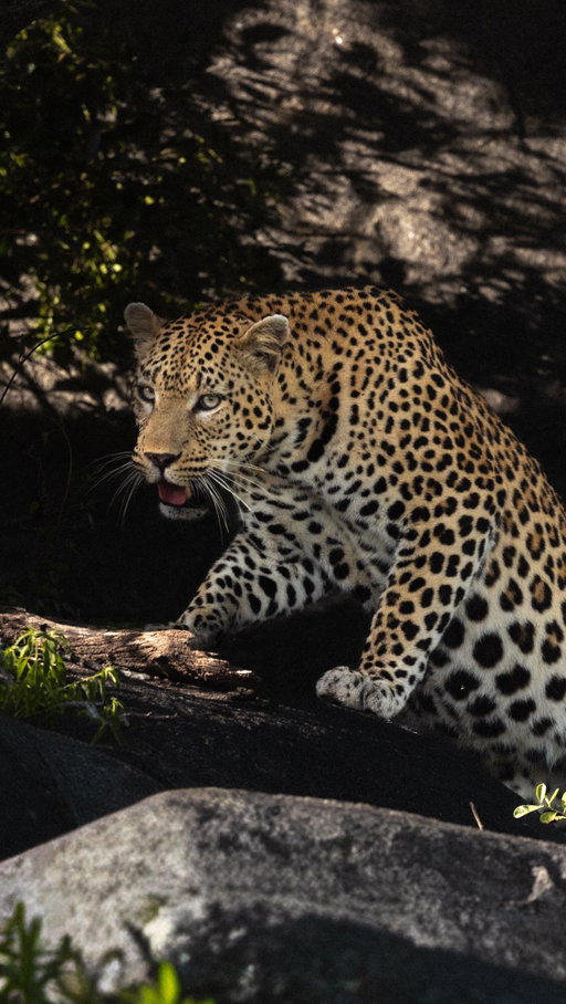 Le pire c’est que j’étais trop fière d’avoir vu ce petit écureuil au milieu de toute cette végétation 🤣

Et vous racontez-moi vos anecdotes les plus drôles ! 

—
Safari Kruger national park 
Humour couple