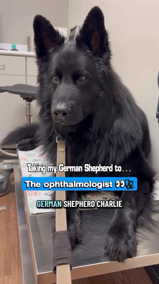 @trupanion X @charlie_theblackshepherd 
—
Come with us to Charlie’s eye specialist!
When people think about pet insurance, they often think about the one-time big emergencies.
However, chronic conditions can cost far more over time.
Charlie was diagnosed with Chronic Superficial Keratitis (pannus) last year - a lifelong condition that requires:
Vo Biannual specialist rechecks
Yo Ongoing diagnostics
No Daily medication for life (very expensive medication)
This is why pet insurance matters so much for chronic health conditions. It allows us to focus on the long-term care without worrying about the financials.
We are grateful to have coverage with Trupanion so Charlie can get the care he needs, every step of the way!
#ad #trupanion #animalhealth #veterinarymedicine