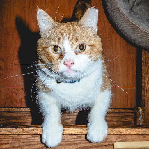 This is Benito, a bodega cat on the Upper East Side. Enjoy!

Photos from @darkenne.v 

#manhattan #catagram #animalplanet