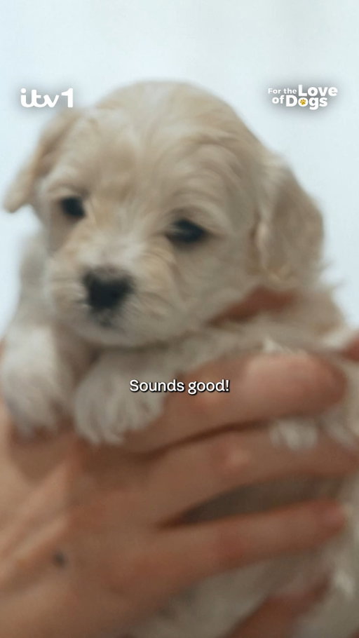 Ahead of a brand new series, lets look back on some of your favourite moments!

Who could forget this adorable litter of puppies!

Brand New For The Love Of Dogs with Alison Hammond is on ITV1, Wednesdays at 7:30pm

#dogsofinsta  #Puppies #dogtok #puppiesofinstagram
