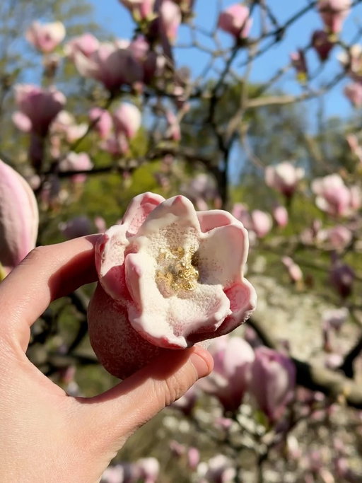 І на морозі розквітнуть сади✨

якби Магнолії знали, яку погоду готує квітень, то ще б трохи посиділи в теплих бутонах.

якби Чародії знали, яку погоду готує квітень, то замість десерту Магнолія, зробили б солодкі сніжинки 👀😅

Проте, квітень у нас не питав. А ми аж дуже чекали на цю весну. Тож, продовжуємо квітнути та заквітчувати.

Новий десерт натхненний Ботанічним садом Фоміна, весною, свободою, солодкими ароматами і улюбленим Києвом.

🌸Квітка Магнолії 235₴
квітково-вершковий десерт із лимонним курдом, апельсиновим кюлі та крем-мусом