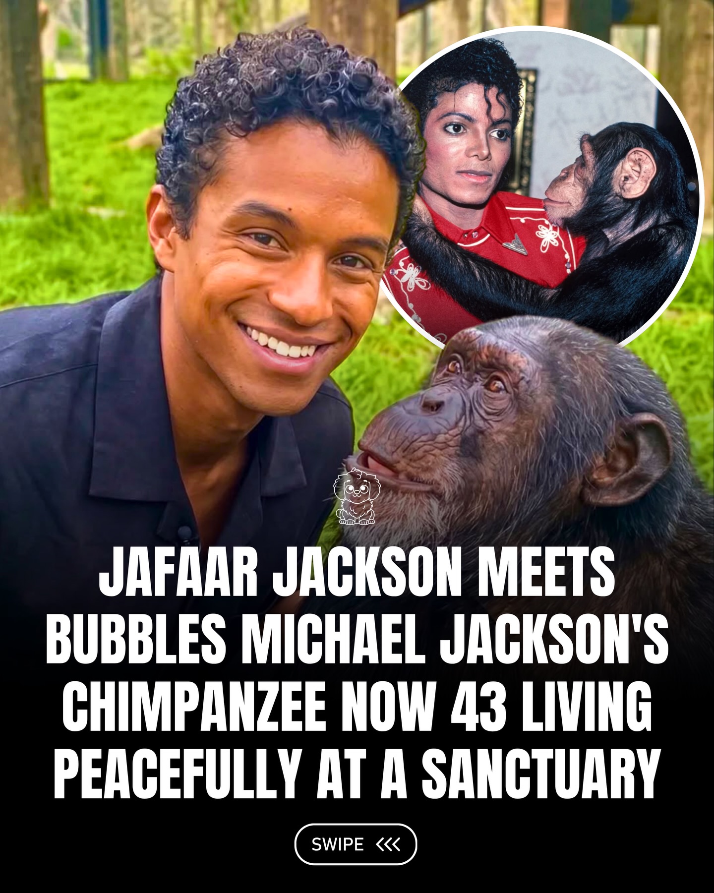 A rare visit brought attention back to Bubbles, now 43 and living peacefully at a sanctuary 🐒💛

Once known for his close connection to Michael Jackson, he now spends his days in a calmer, more natural environment. The moment felt like a quiet bridge between past and present one that also highlights the importance of giving wild animals the lives they truly deserve. 🌿✨

#fluffy #animals #michael